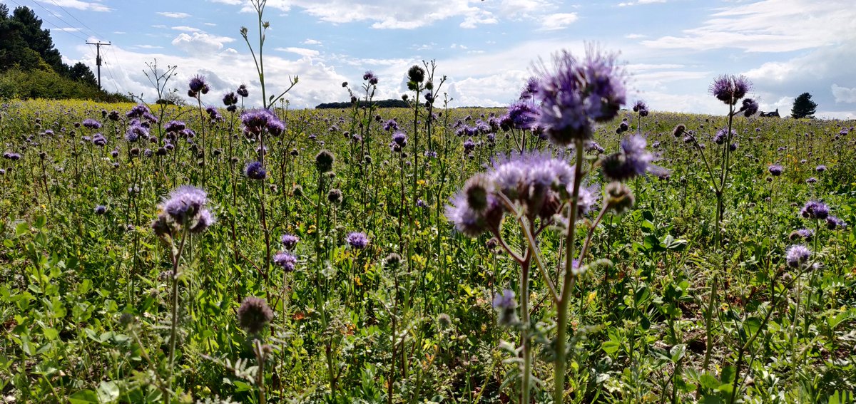 Learning about cover crops and planting them for the first time at  @DeepdaleFarm was our gateway into changing the way we farm altogether. We've learned a great deal in the past year - helped by incredible resources like  @agricology and brilliant people like the  @WSF_NRT team.