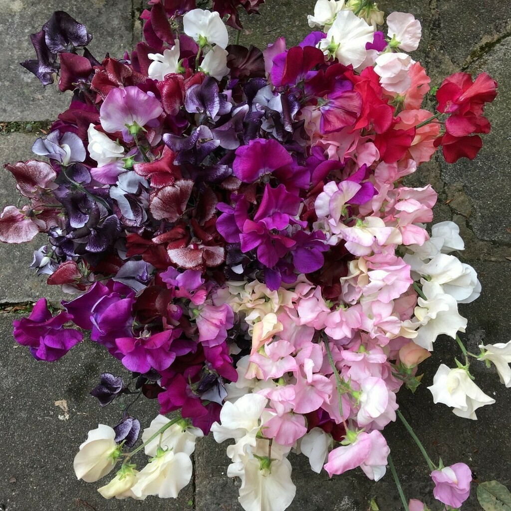 myflowerpatch's tweet image. #flowerfarmerama post 13 – What plant are you most looking forward to growing/using this season?

Oh man, that’s a bit like the favourite child question again! And I guess I’m not allowed to say all of them? 

Can I get away with saying the first cut of … instagr.am/p/CKRmjOvj8oj/