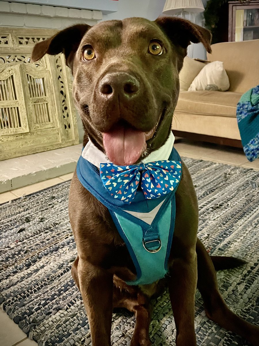caliseafishing's tweet photo. Teemu the rescue dog reporting for duty - hi #MajorBiden 🇺🇸🐕 #Indoguration #IndogurationDay #InaugurationDay #Inauguration2021 #Inauguration #labpit #pitlab https://t.co/cgseVqekuJ