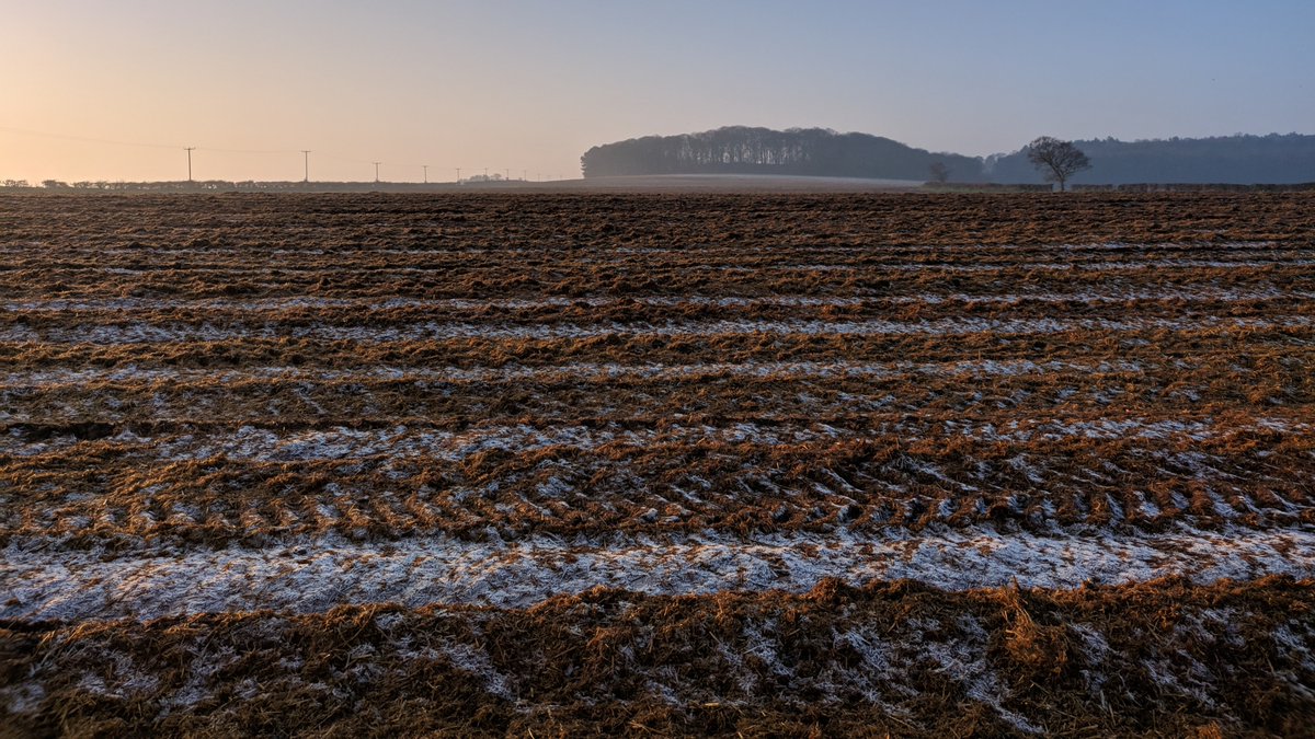 The Water Sensitive Farming team at  @N_Rivers_Trust listened, looked at our farm and offered advice - including to use cover crops on fields that had just had carrots harvested. Carrots were harvested in March, leaving bare soil, lacking life and susceptible to erosion.