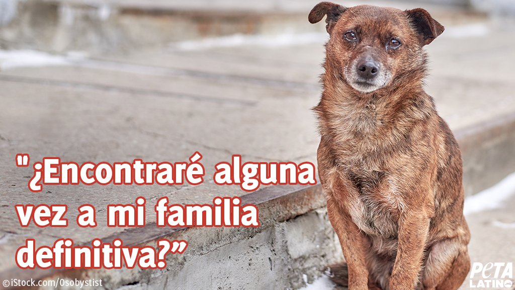PETA_Latino's tweet photo. ¡Comprar NO es adoptar!
Si la gente sigue comprando en criaderos, millones de animales perderán la oportunidad de vivir con una familia que los ame. https://t.co/sJ13pYIPbv
#NoCompresPerros https://t.co/BJ6ifXzitq