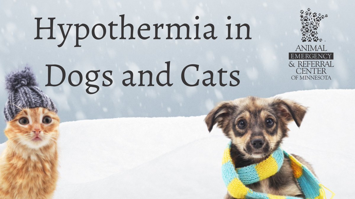 #Minnesota winters get cold – for us & our #pets! One of the biggest pet dangers is the risk of experiencing hypothermia. In our latest blog, Dr. Daney, one of our ER vets, explains hypothermia in dogs & cats and shares a few cold weather do’s & don’ts: https://t.co/Pt7U0U3XM2 https://t.co/y8Xj18VbAG