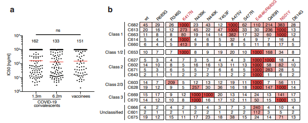 ils ont par la suite identifié les classes d'anticorps anti-RBD qui étaient impactés ou pas par les mutations identifiées dans les variants UK et SA. Pris individuellement (monoclonal) certains voyaient leur efficacité réduite fortement (rouge).
