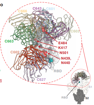 cette visualisation montre en rouge les différentes mutations, proches dans la structure 3D, impliquées dans la liaison a ACE2, et la structure des différents Ac (ruban) impliqués dans la reconnaissance des séquences de Spike incluant les mutations. c'est dense et rapproché.