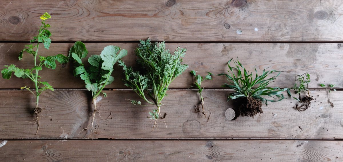 Our cover crop mix was vetch, crimson clover, Persian clover, forage pea, diamente rye, mustard, fodder radish, tillage radish and phacelia. A mix of complementary functions, root structures, growth rates and foliage.