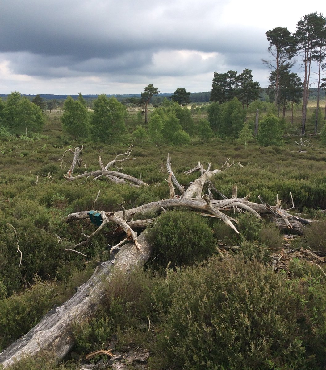 CIEEM (@cieemnet) on Twitter photo Congratulations to <a href="/BakerConsultant/">Baker Consultants - Ecology and Ecoacoustics</a> and <a href="/NaturalEngland/">Natural England</a> who are awarded the Best Practice Innovation award for the Heathland Birds Bioacoustics Monitoring project! ๐ This award was sponsored by <a href="/ArcadisUK/">Arcadis UK</a> #CIEEMawards Congratulations to <a href="/BakerConsultant/">Baker Consultants - Ecology and Ecoacoustics</a> and <a href="/NaturalEngland/">Natural England</a> who are awarded the Best Practice Innovation award for the Heathland Birds Bioacoustics Monitoring project! ๐ This award was sponsored by <a href="/ArcadisUK/">Arcadis UK</a> #CIEEMawards