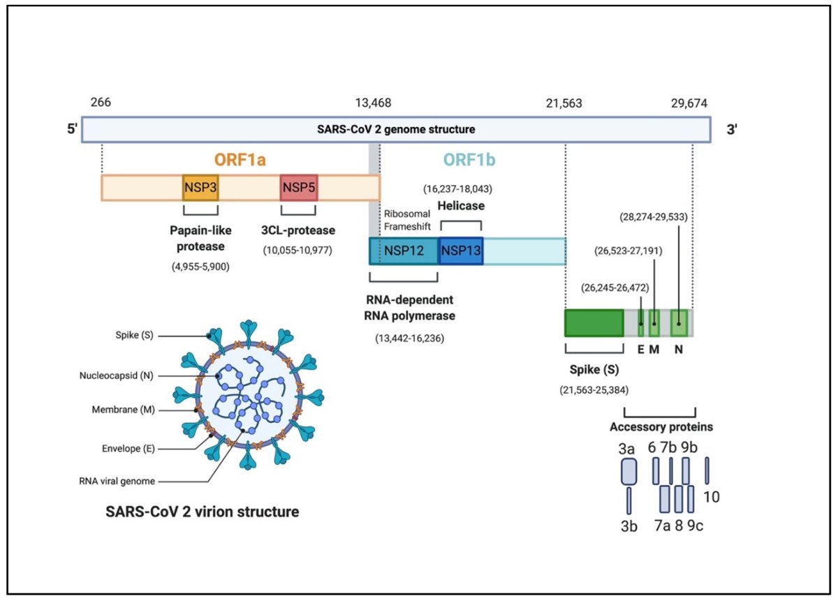 Рнк sars cov 2. Структура SARS-cov-2. Геном коронавируса SARS-cov-2. Коронавирус SARS-cov-2 строение. Строение генома коронавируса.