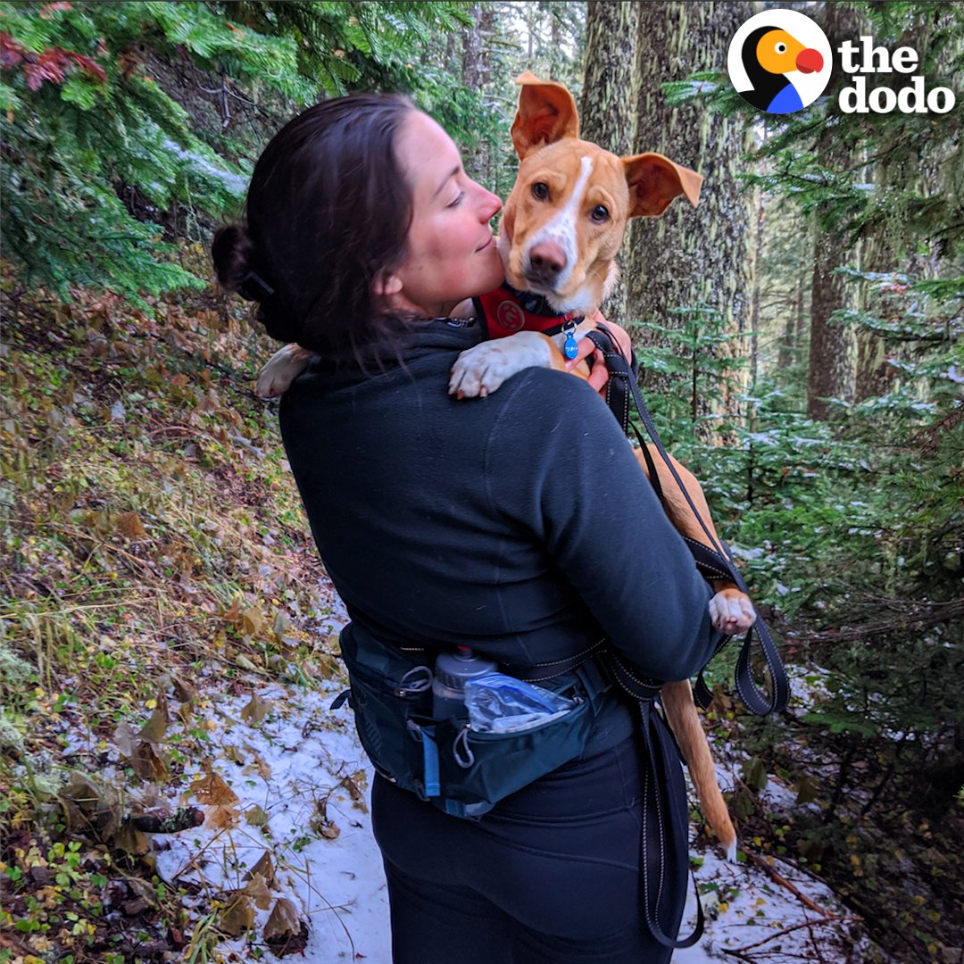 Dodo Dig Dog runs up to car and chooses his new mom 💗 The Dodo @dodo