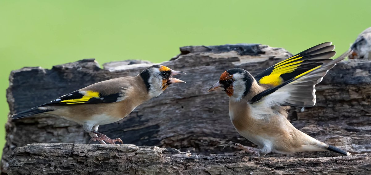 DaveSpherical's tweet photo. oooo a #female giving it #large to the poor #male #gold #finch little unfair i think #power #wings #TwitterNatureCommunity #TwitterFriends #birds #bird #birdphotography #action #tellingoff #lincolnshire #wildlife #attitude #naughty #followme #NaturePhotography #funny #CaptionThis https://t.co/6jR4WAiftd