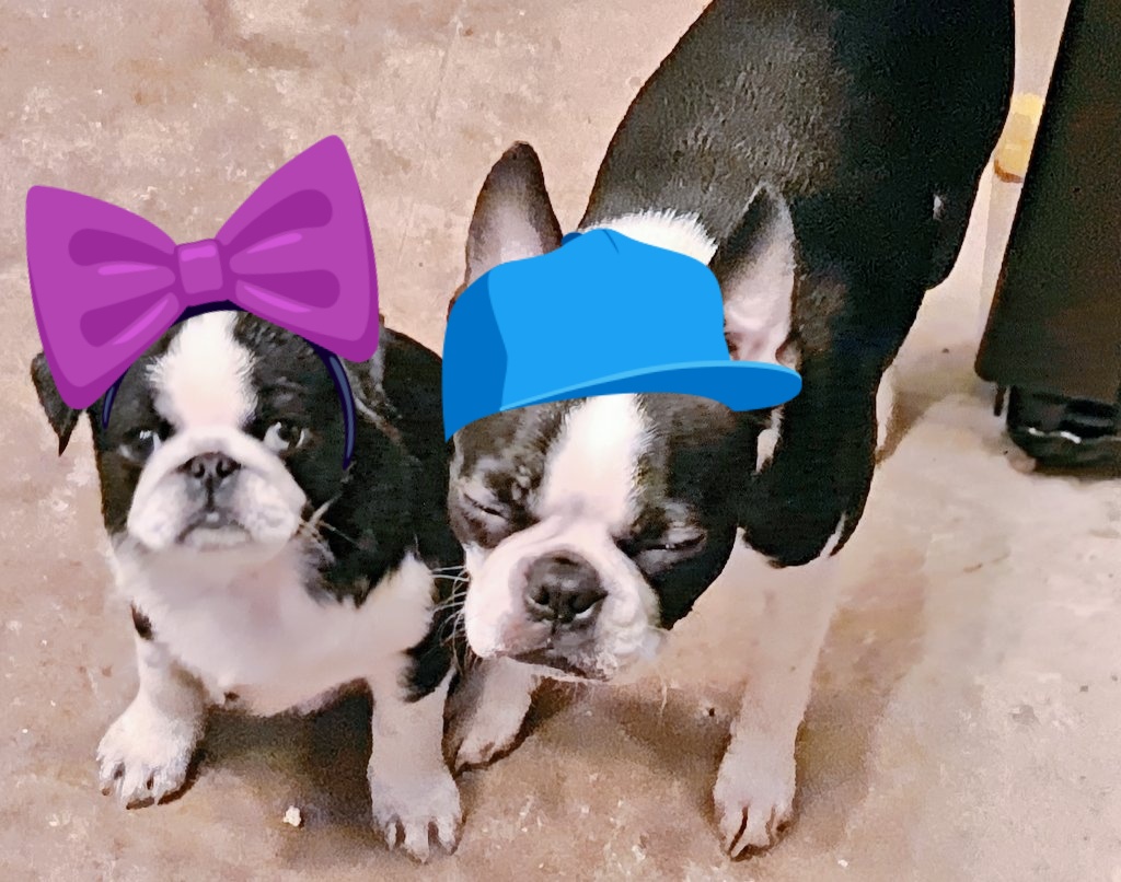 DylanexB's tweet image. Girls waiting for dinner 🥴 🤭🤣 #pug Lilith and #bostonterrier LJ #Love #cute #sweet #lockdown2021 #coronavirus show us that we need to treasure every moment 🥰😍❤