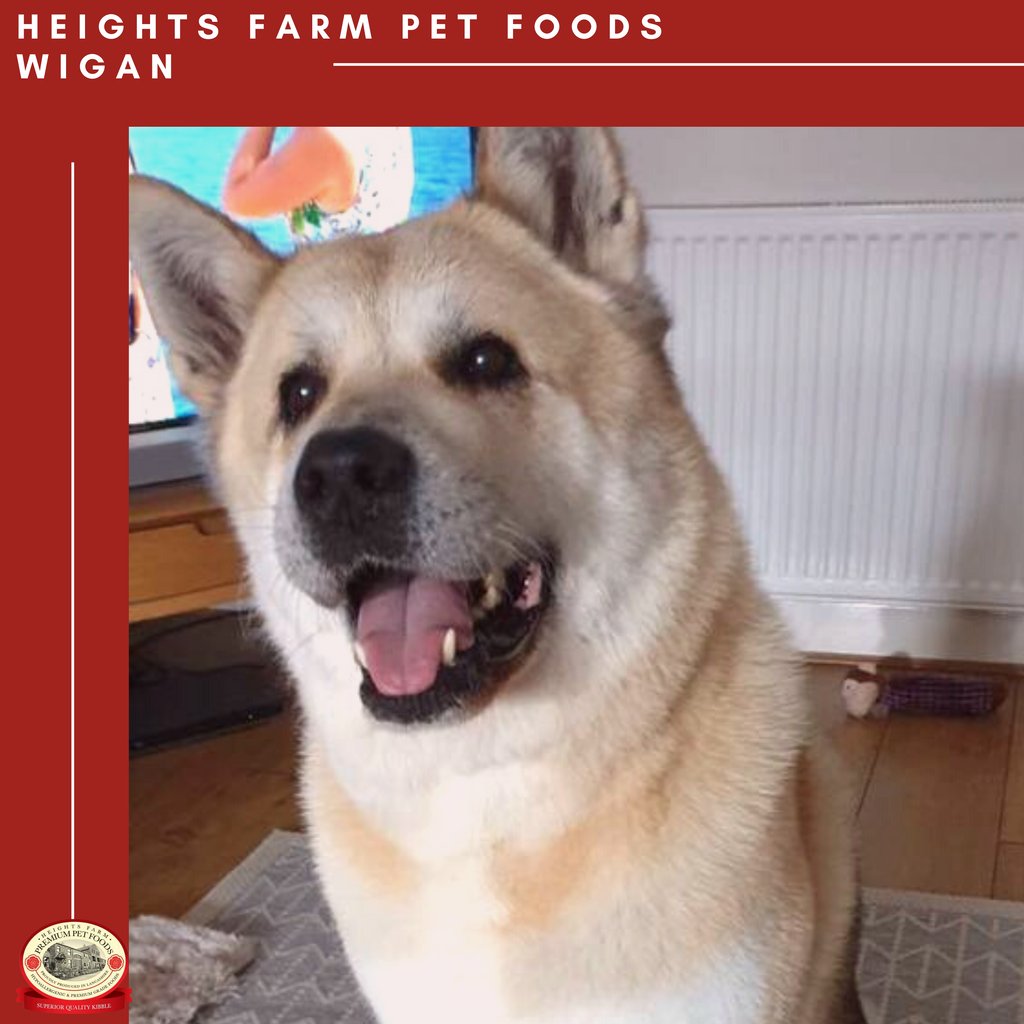🚨NEW CUSTOMER🚨

Say hello to the 8-year-old Akita, Baloo. A new customer for Heights Farm Wigan. 
Welcome to Heights Farm Pet Foods 🐶
heightsfarmpetfoods.co.uk