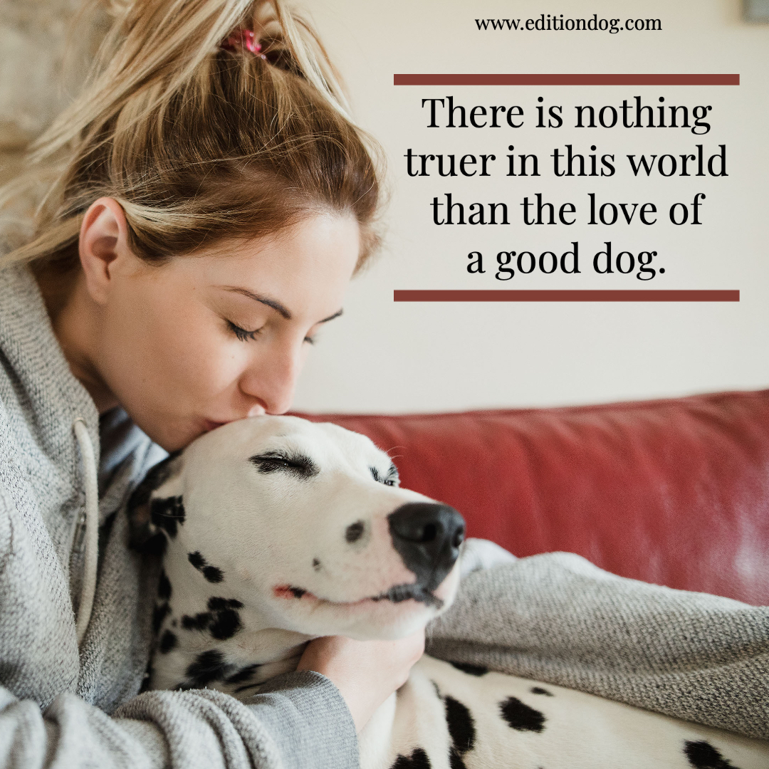 That much is true...

editiondog.com

#WoofWednesday #WoofWoofWednesday #WaggingWednesday