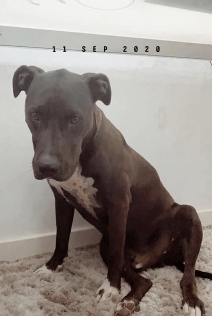 thespaniardone1's tweet photo. Perro perdido asustado por la explosión en puerta de Toledo, atiende por Brutus, es muy pacífico.
Tfno. Contacto 676967801 Laura #LoUltimo #Apocalipsis #ExplosionMadrid  #perroperdido #madrid https://t.co/oUdTzrk2VC