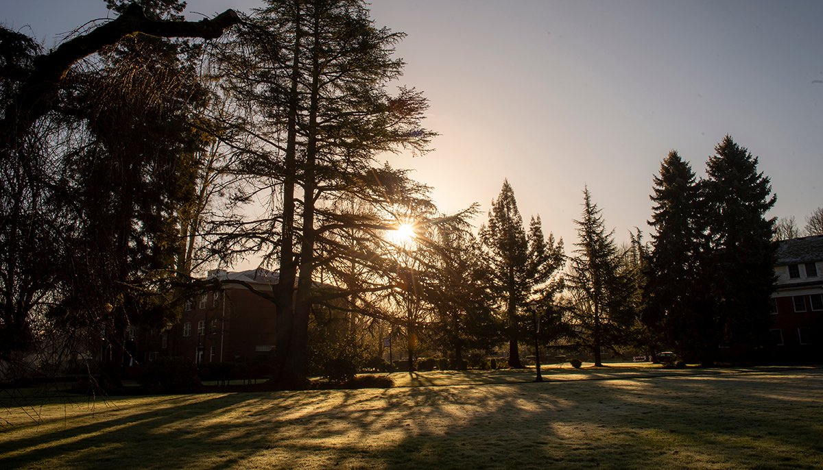 Sun rising over tall trees