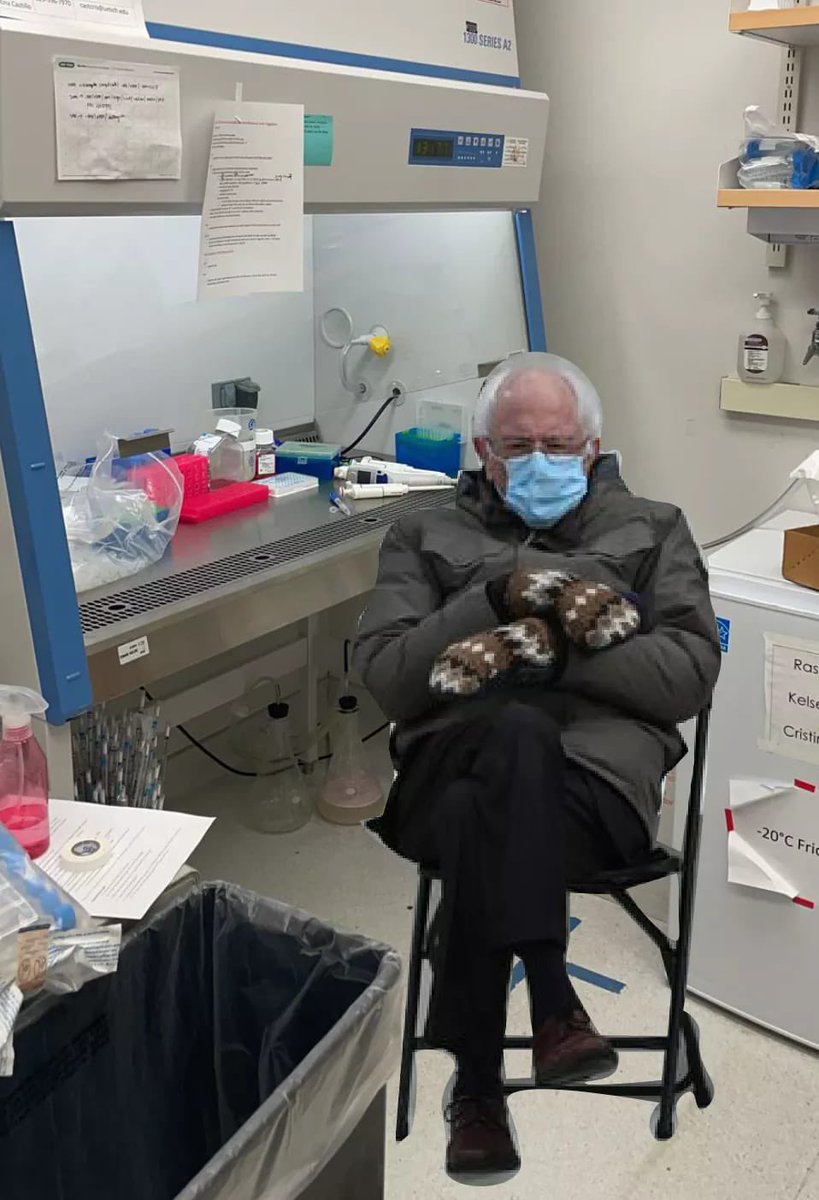 Bernie patiently waiting in the hood for cells to detach from trypsin....happy Inauguration Day! <a href="/HeatherGiza/">Heather Giza</a>