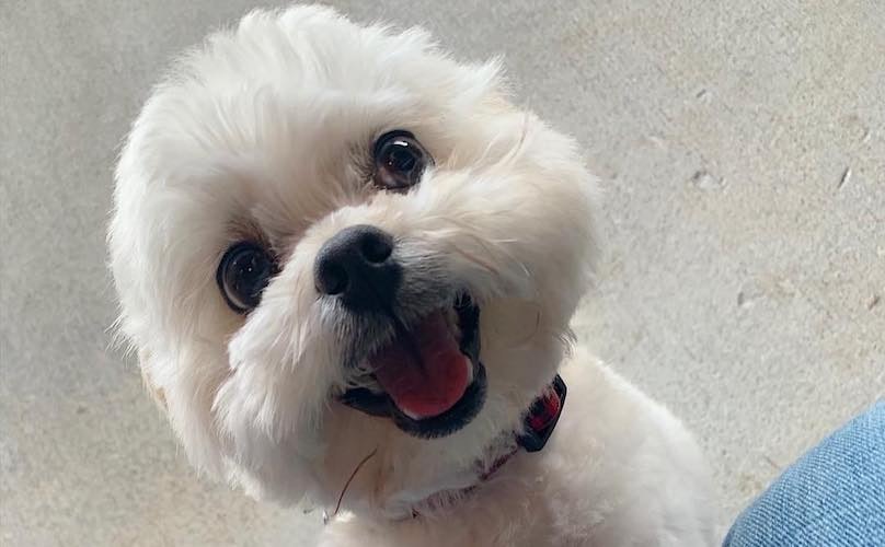 shihtzu_club's tweet photo. https://t.co/IkCBM68V8o