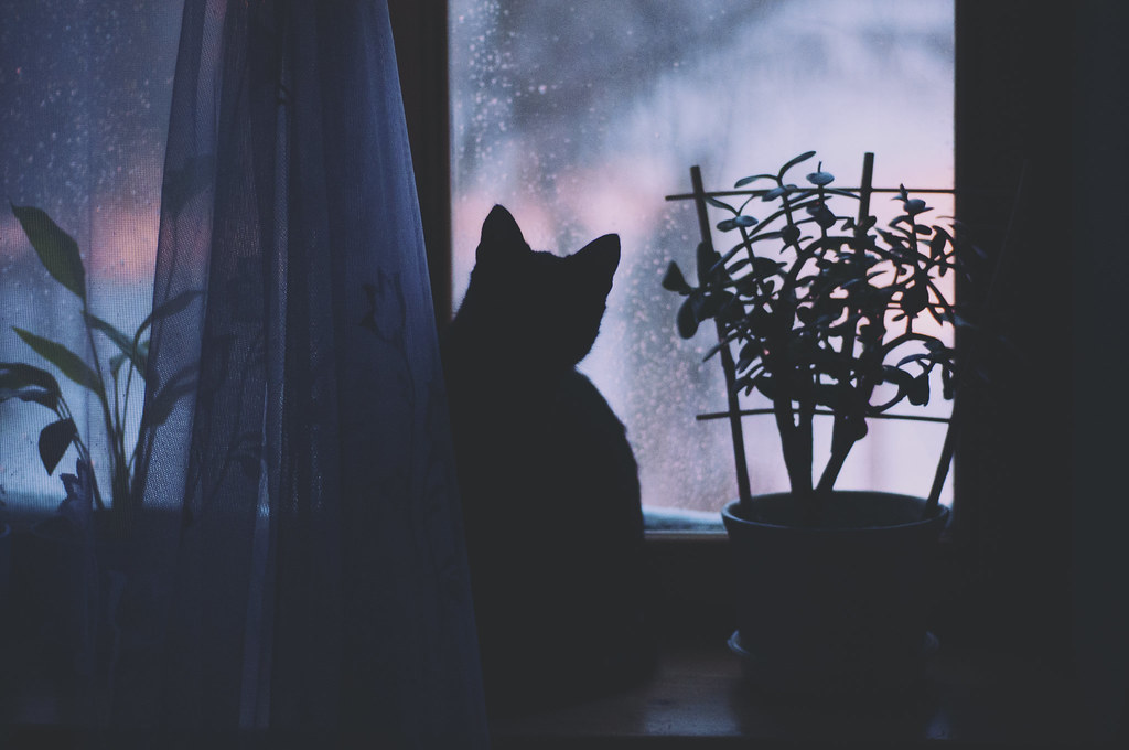 Ночь за окном а я не сплю. Кошка на подоконнике. Кошка на окне. Кот на подоконнике ночью. Кошка на окне ночью.