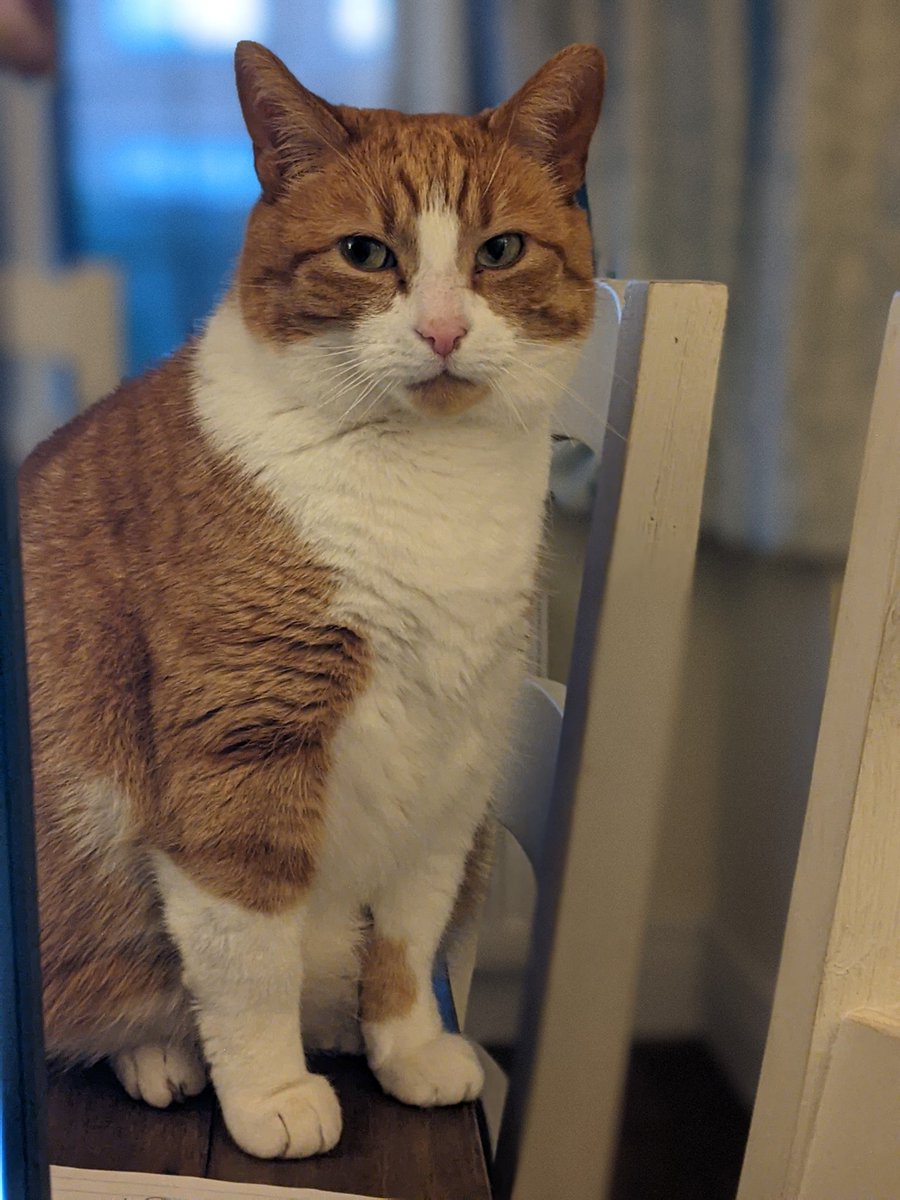 AshTailor's tweet photo. @BBCTheOneShow Ralphie Tailor ... #emotionaleater #catdog #lookathispaws https://t.co/Kl0rgqFqqE
