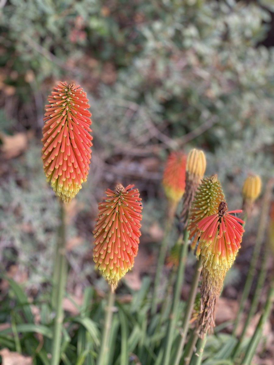 markopeligro's tweet photo. The canyon already has some blooms starting to show. Did I miss winter? #goingbacktocali #missingoregon #horsethiefcanyon #sandimas #laverne https://t.co/a2TT7iiq7K