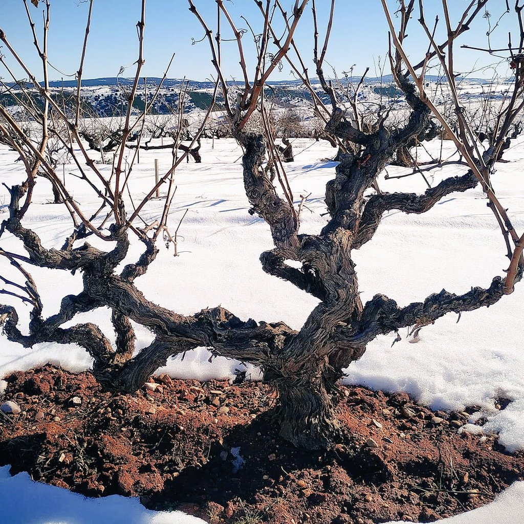 AlbertoVitis tweet picture