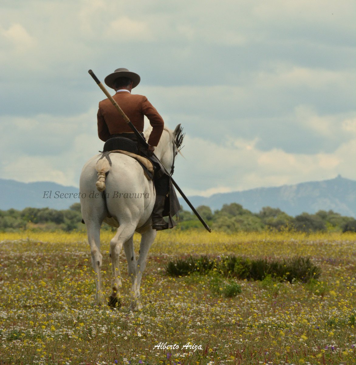 Secreto Bravura tweet media