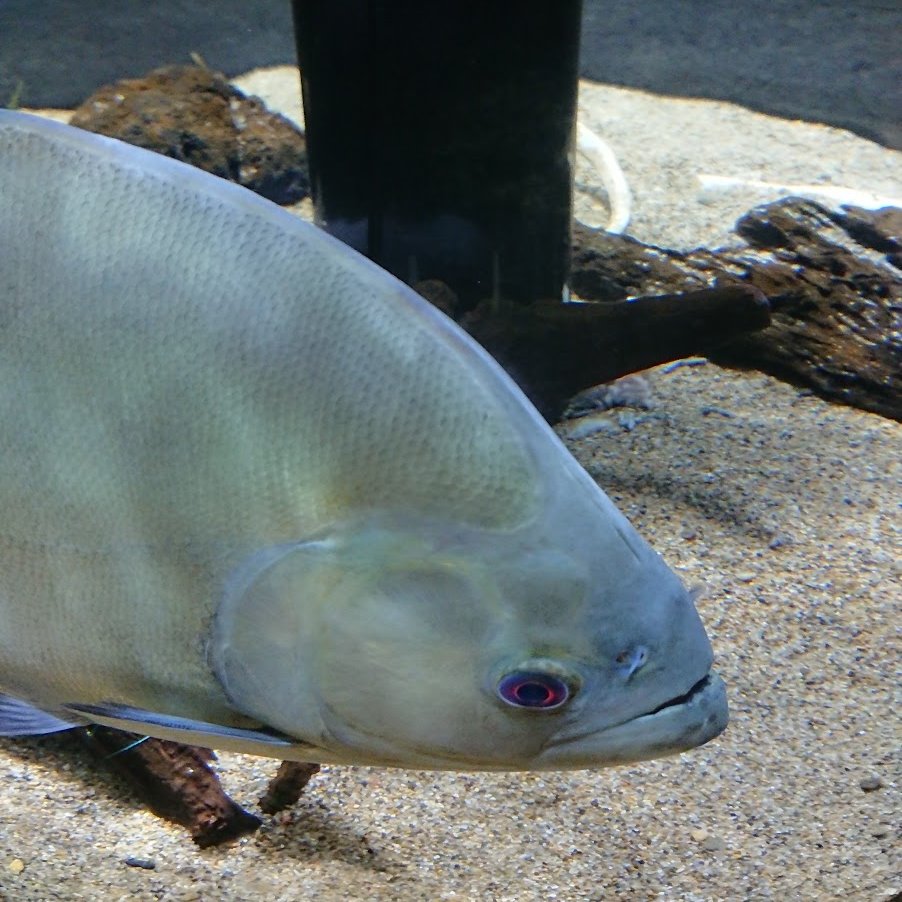 ピラニアって一般的に怖いイメージしかないかもしんないけど実はかなり綺麗な魚だし流 づかピ のイラスト ピラニアって一般的に怖いイメージしかないかもしんないけど実はかなり綺麗な魚だし流 づかピ のイラスト