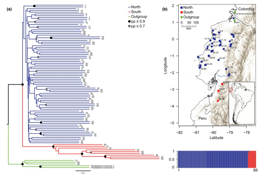 Based on phylogenomic and population structure analyses, we showed the presence of two genetic lineages with a north-south distribution and distinct evolutionary histories. Both lineages distribute on the Andean foothills, but only the northern one extends to the Pacific coast.