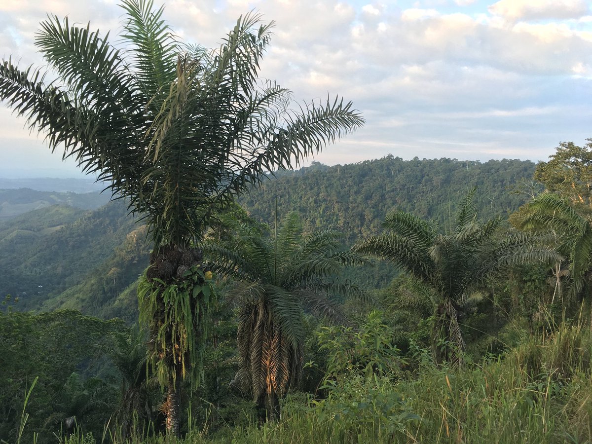 The Andean foothills of southwestern Ecuador could be an important area for rain forest evolution because they potentially remained climatically suitable during the Pleistocene. Thus, they should be preserved to maintain their unique genetic diversity. Ph:  @rjmontufar