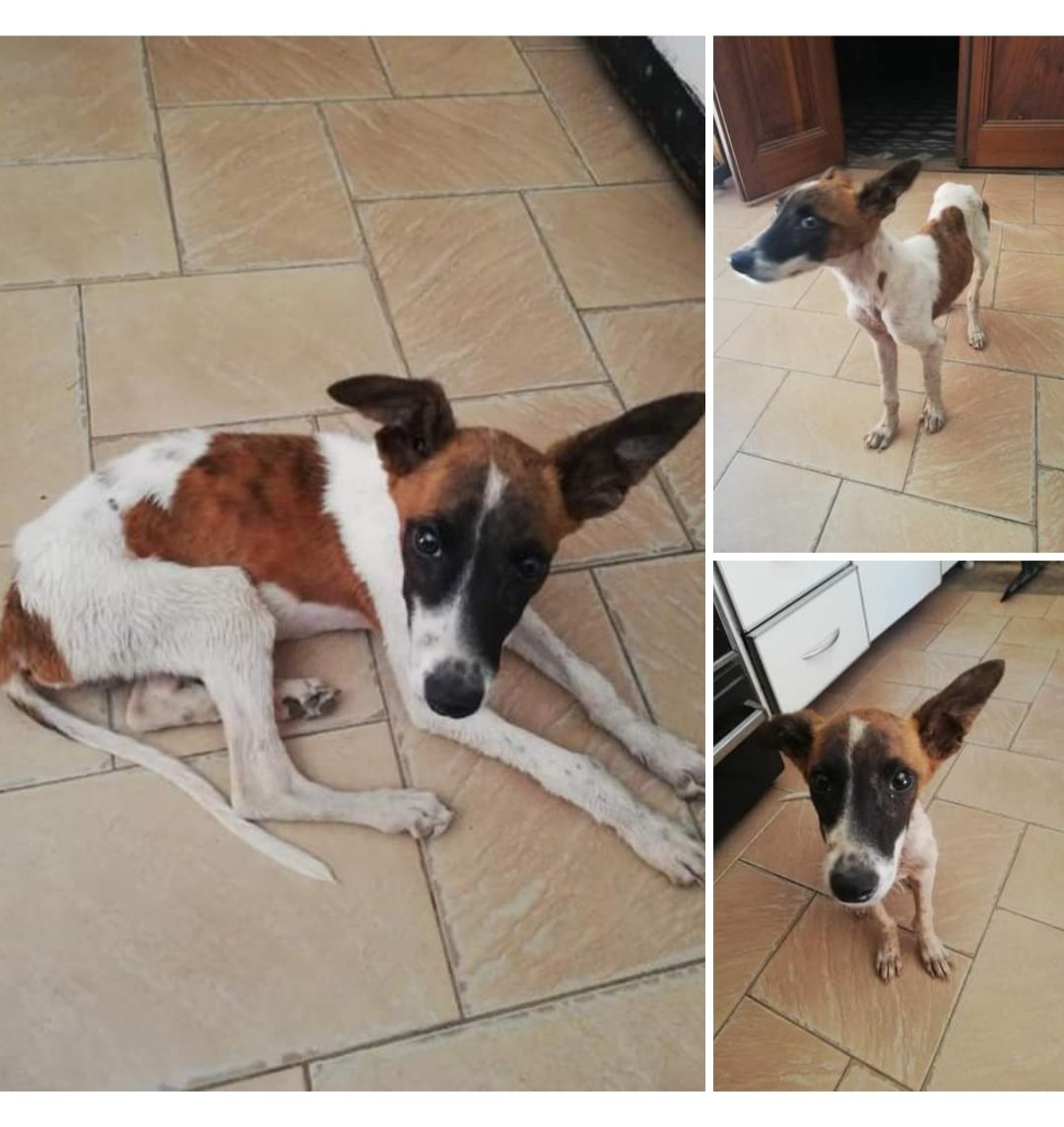 GuerreroCandida's tweet photo. Sé que estas ahí familia adoptiva que me va a alimentar y mimar. Y te voy a encontrar 
.

.

.

\ (•◡•) / https://t.co/dSj8d1Ph0E