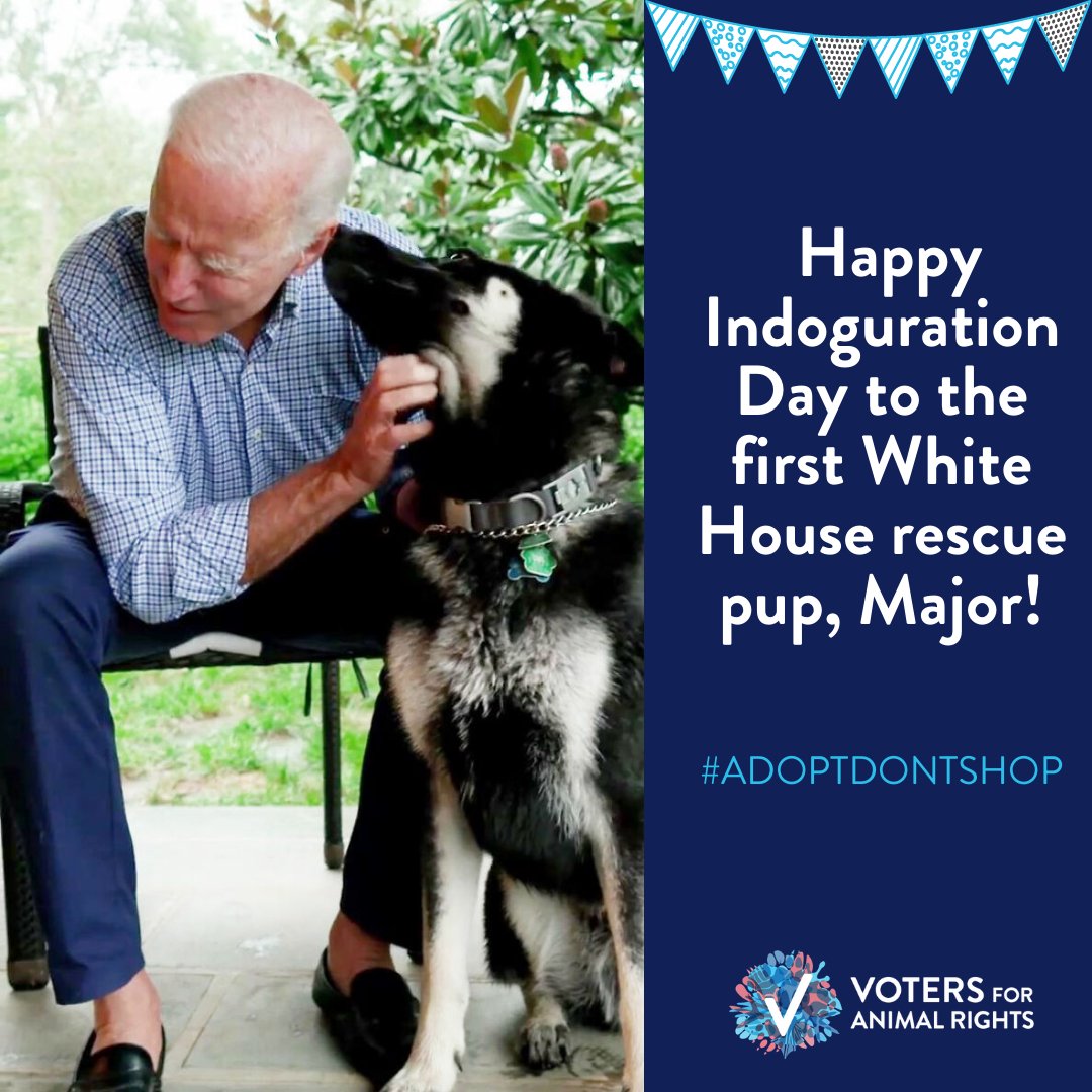 theanimalvoters's tweet photo. It is a momentous day for America and for animal rights activists everywhere as we welcome Major Biden as the very first rescue dog to live in the White House.

Onwards and upwards, with love. https://t.co/wwSNb79Fr6