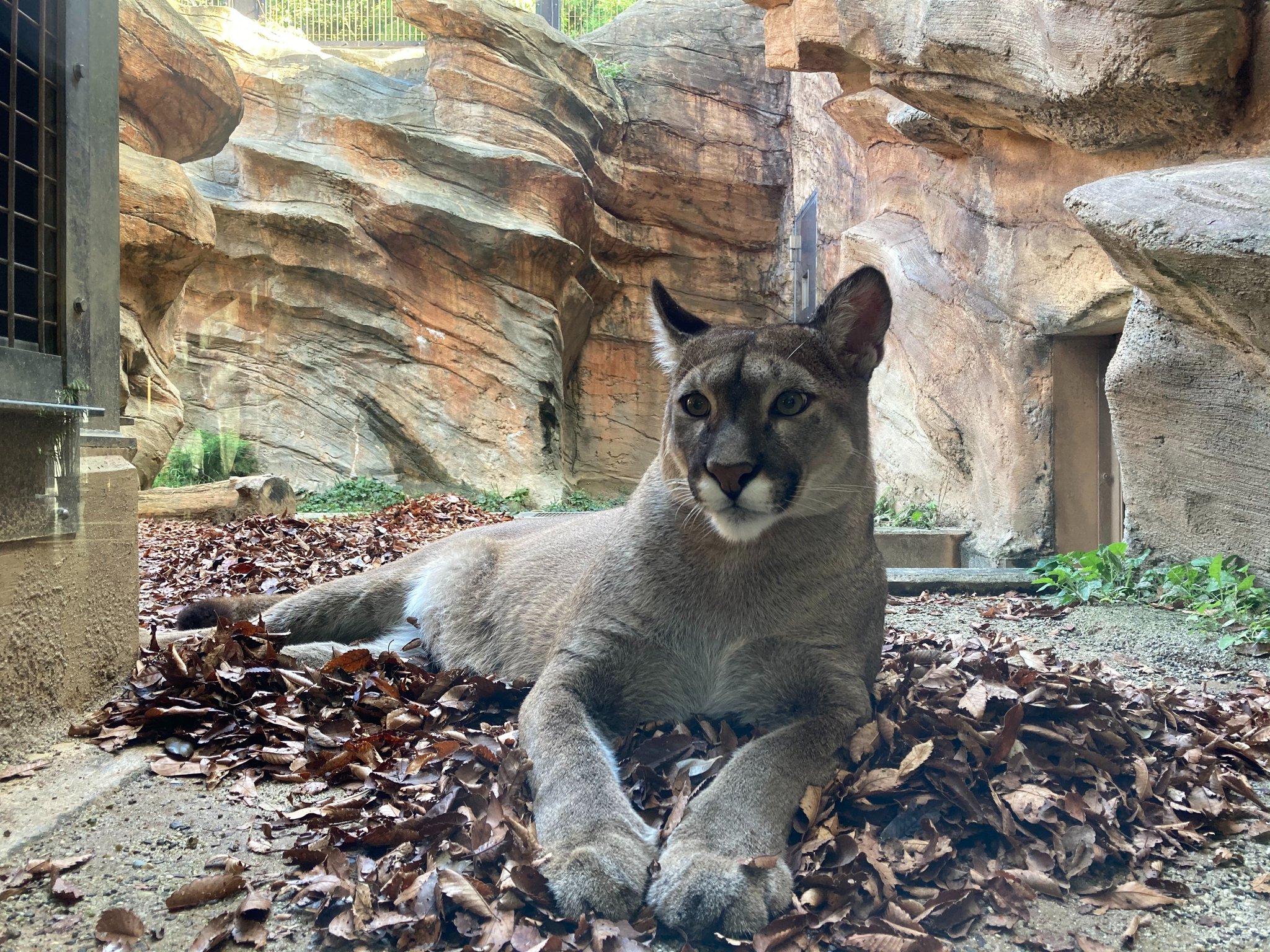 静岡市立日本平動物園 on X: 