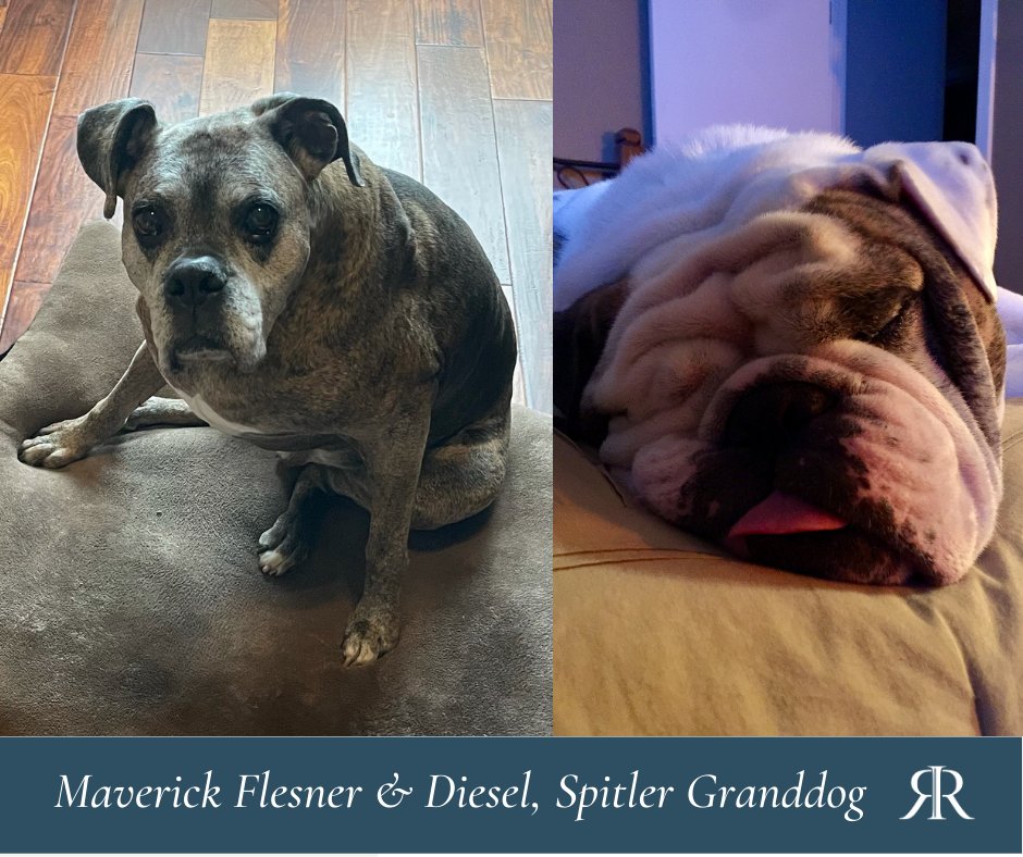 TheRudnickiFirm's tweet image. In honor of our newly sworn in #FirstPets, Champ &amp;amp; Major, TRF is sharing this historic “Indoguration Day” with our furry assistants! We hope today’s ceremony &amp;amp; our adorable best friends will inspire you for a work week &amp;amp; new year of hope ahead! #PatrioticPets #InaugurationDay