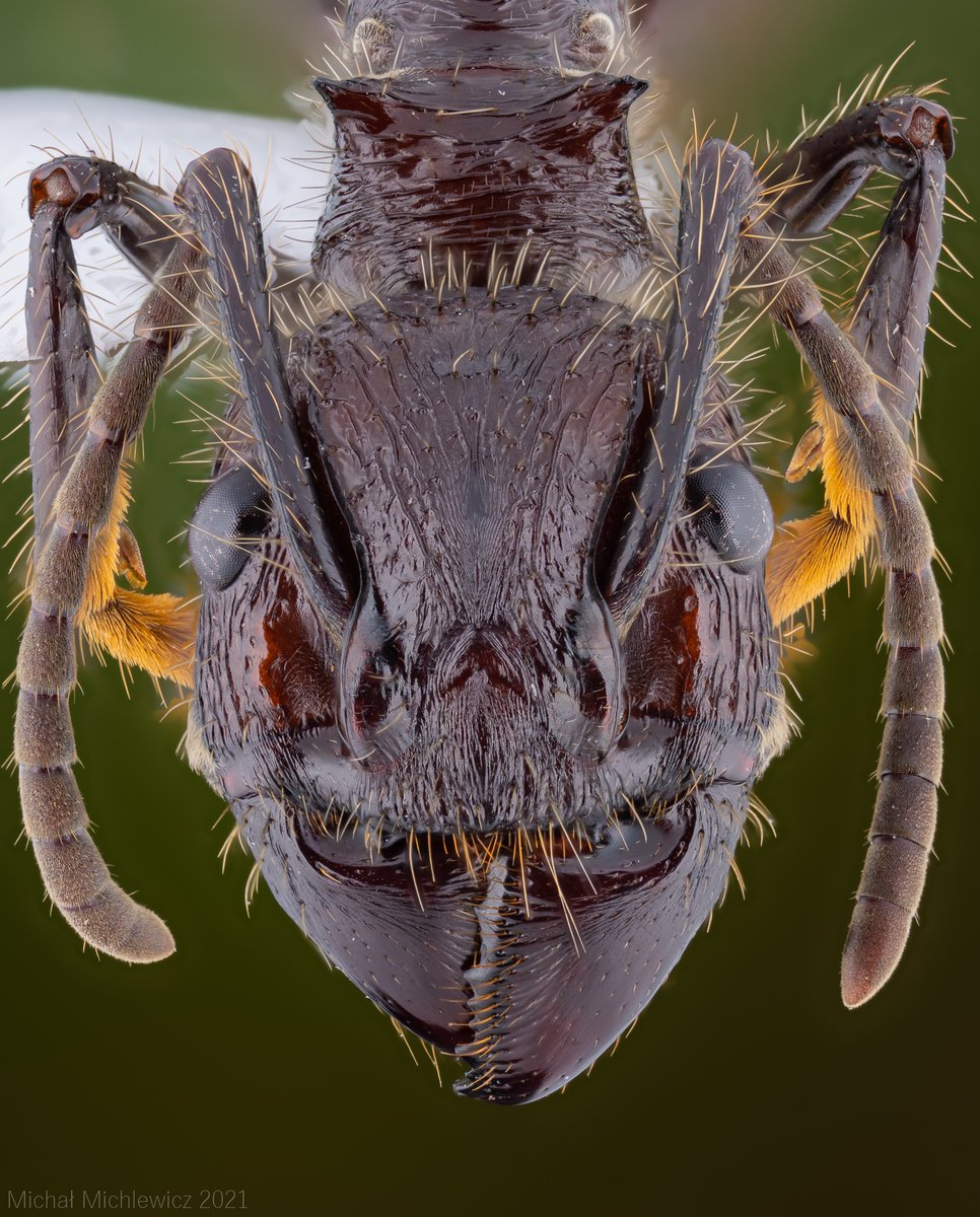 Temnothorax_'s tweet photo. Paraponera clavata (bullet ant) sting can be nasty!
#Entomologist Justin O. Schmidt (author of the pain index) describes it as "pure, intense, brilliant pain...like walking over flaming charcoal with a 3-inch nail embedded in your heel."
@mowmimarchew - thanks for the specimen! https://t.co/9cty01sH2w
