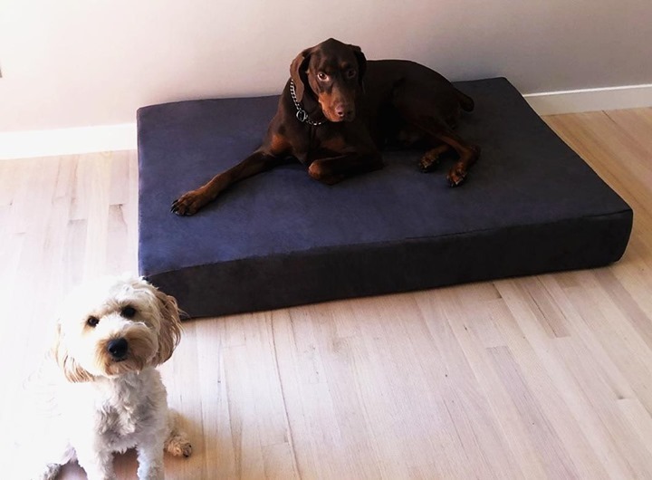 bigbarkerusa's tweet photo. Say 👋 to Samsen & Carmen! Aren't they the cutest?! 😍
#twodogs #dogfam #preciouspup #preciouspuppy #preciouspups #preciousdog #cutedogsplanet #cutedogsgram #cutedoggie #cutedoggos #cutedogsdaily #cutedoggies #bigbarker #dogbeds https://t.co/Zr4aifSJKN https://t.co/VmEp0q8UkE
