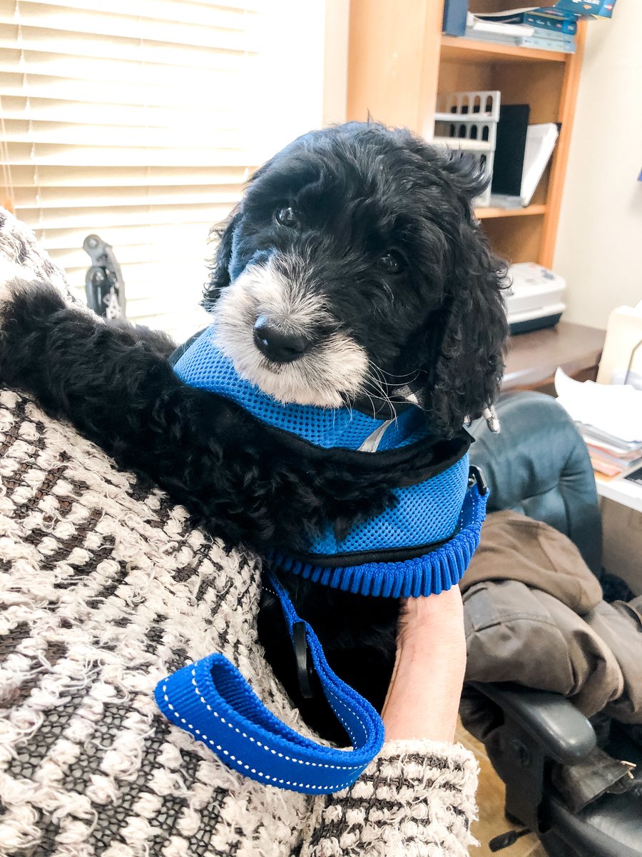 ThreeDogInk's tweet image. Introducing Three Dog Ink's newest member... ROCKET 🚀 It's this little guy's 1st day on the job and he fell asleep during our planning meeting for @OBXcoastallife's upcoming issue! Make sure to keep an eye on this space for regular #RocketPUPdates! 🐶🐾 #officedog #officemascot