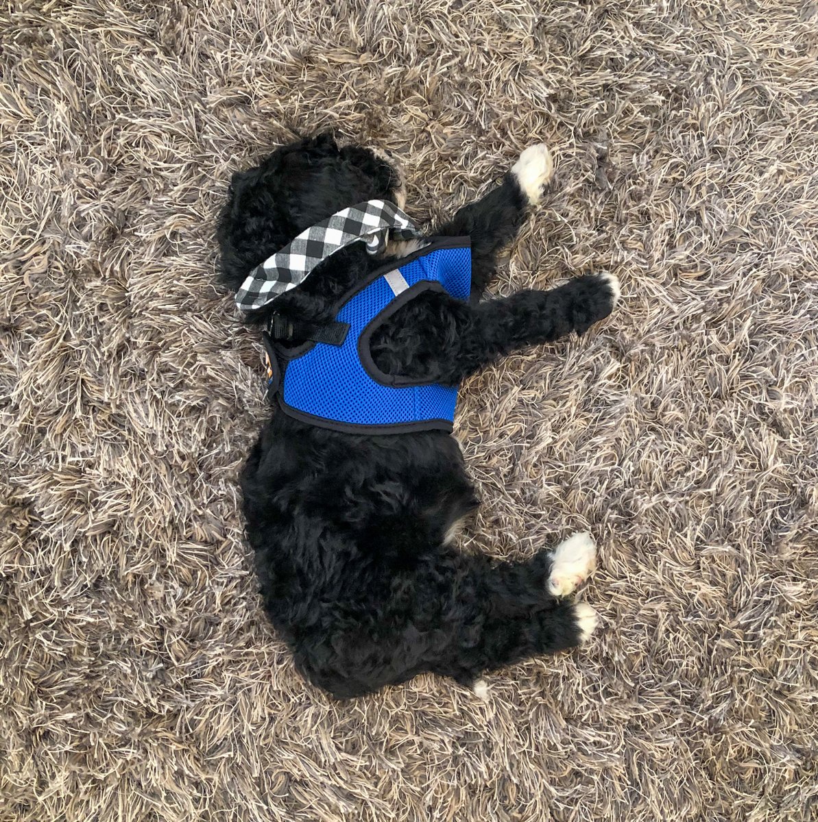 ThreeDogInk's tweet image. Introducing Three Dog Ink's newest member... ROCKET 🚀 It's this little guy's 1st day on the job and he fell asleep during our planning meeting for @OBXcoastallife's upcoming issue! Make sure to keep an eye on this space for regular #RocketPUPdates! 🐶🐾 #officedog #officemascot