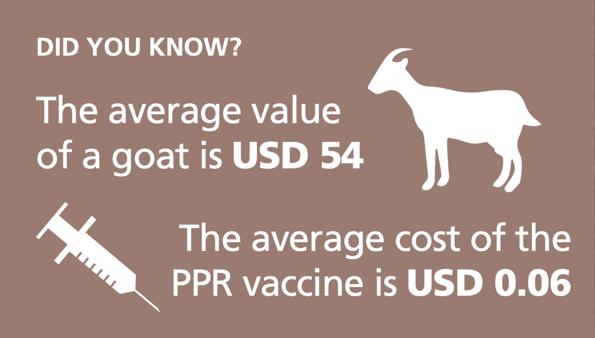 Preparedness is one of the ways the impacts of diseases can be prevented.

Vaccination against diseases like #PestedesPetitsRuminants helps protect food security & the livelihoods of rural farmers, most of which are women.