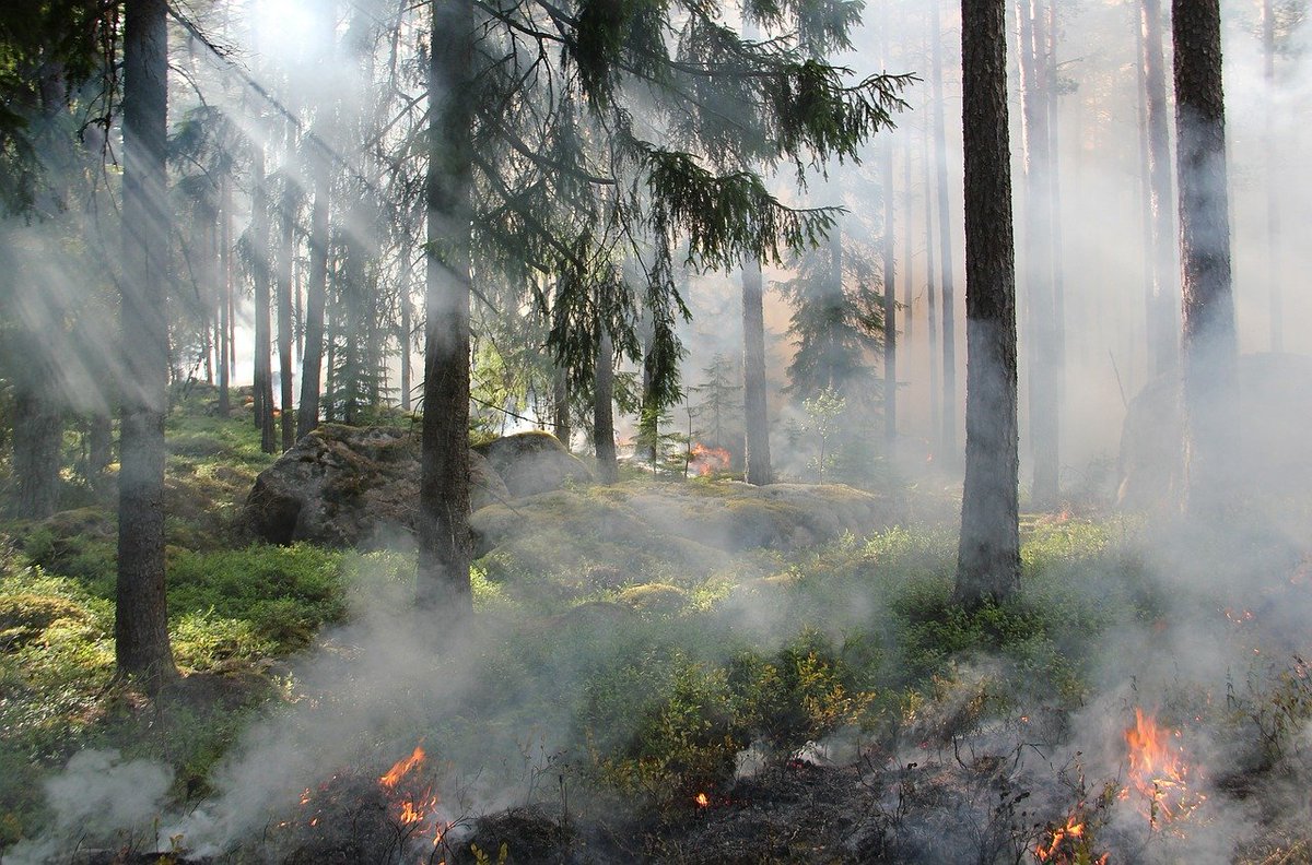 styggkärret, reserve, burning