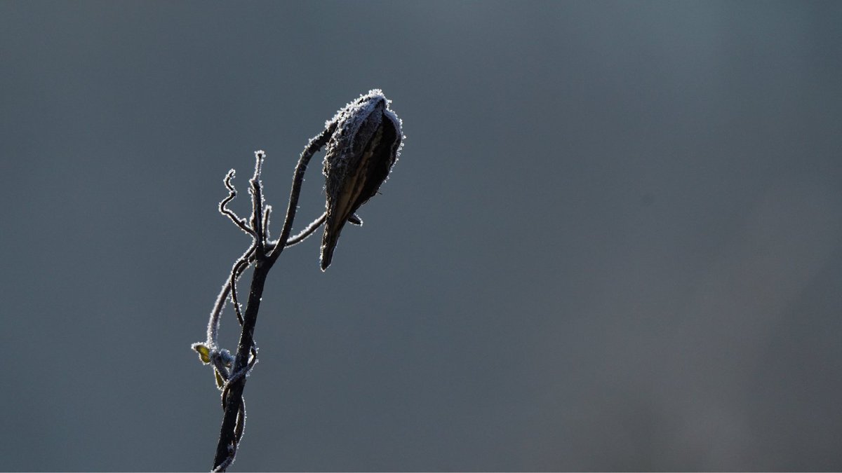 kingbird_land's tweet photo. What a beautiful shot! Taken by @7barpileated - a milkweed plant in winter frost. The butterflies and pollinators will be looking forward to their full bloom in a few months! #nature #NaturePhotography #landconservancy #conservation #plants #Flowers #photo #Instagram #winter https://t.co/nS8LuaMt4M