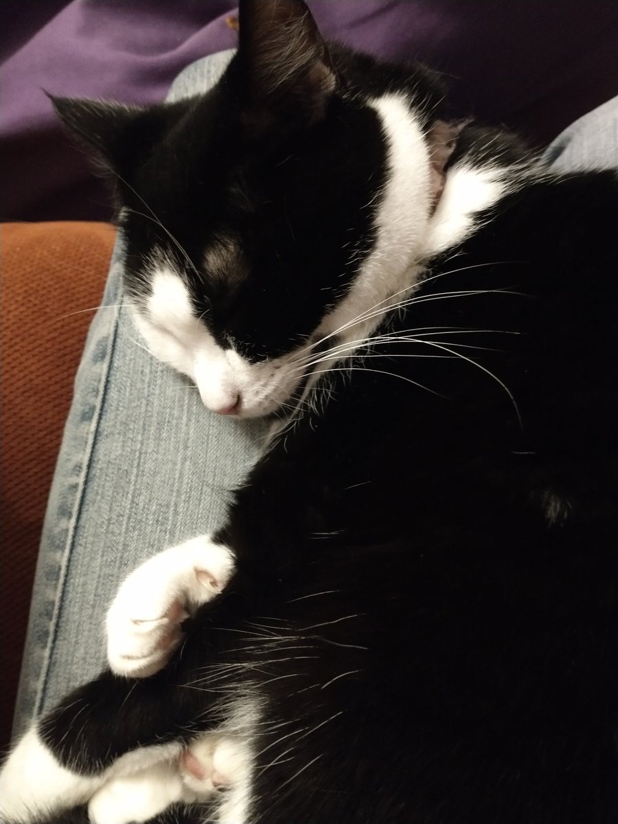 Sleeping Rosemarie ♥️
#CatsOfTwitter #SnoozingCats
#ItsBeenALongDay