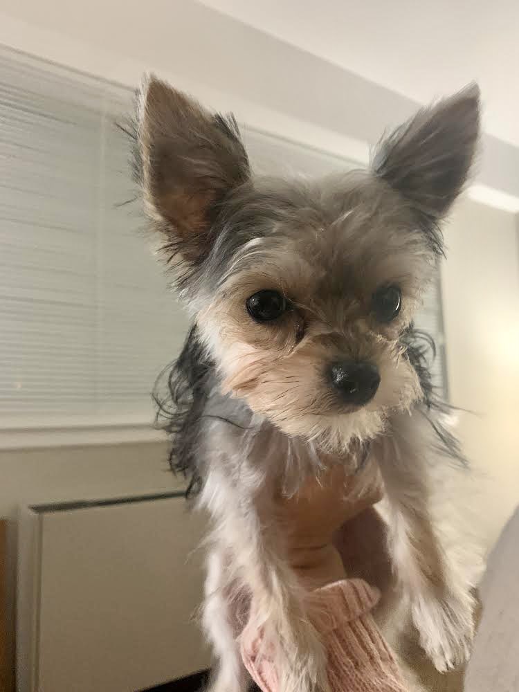 KeithOlbermann's tweet image. NEWARK NJ MISSING DOG ALERT: Fancy is missing at Rose Terrace and Avon Avenue. There’s a reward offered for her safe return. If you’ve found or seen her please go to this site: lostmydoggie.com/details.cfm?pe… and PLEASE RT FANCY!