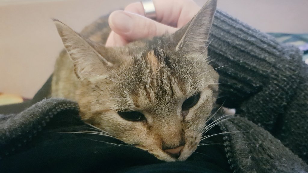 jonathanphills's tweet photo. We're tired aren't we, Twix. Busy day. Kitty cuddle before bed.
#cat #kitty #cuddle #kittycuddle https://t.co/dqvVp777tI