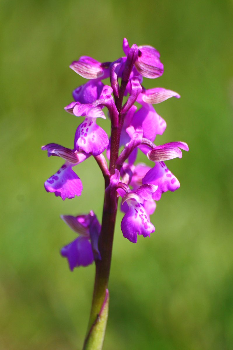 Plants can do some pretty amazing things: make the oxygen we breath, create homes for us, slow flooding... and suck metals from the soil (agromining)! Incredible!

#PlantsAreCool #Botany Unrelated green winged #orchids to brighten your feeds!
newscientist.com/article/mg2493…