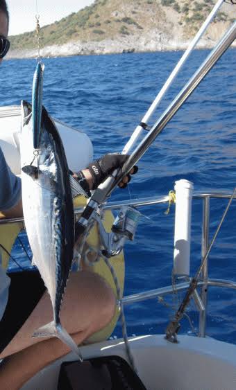 chefalihan's tweet photo. @Fishing_Clash Hiç beceremem gerçekte bu balık onu çekmem için bana epey yardımcı oldu:) https://t.co/rqBNvuY4tP