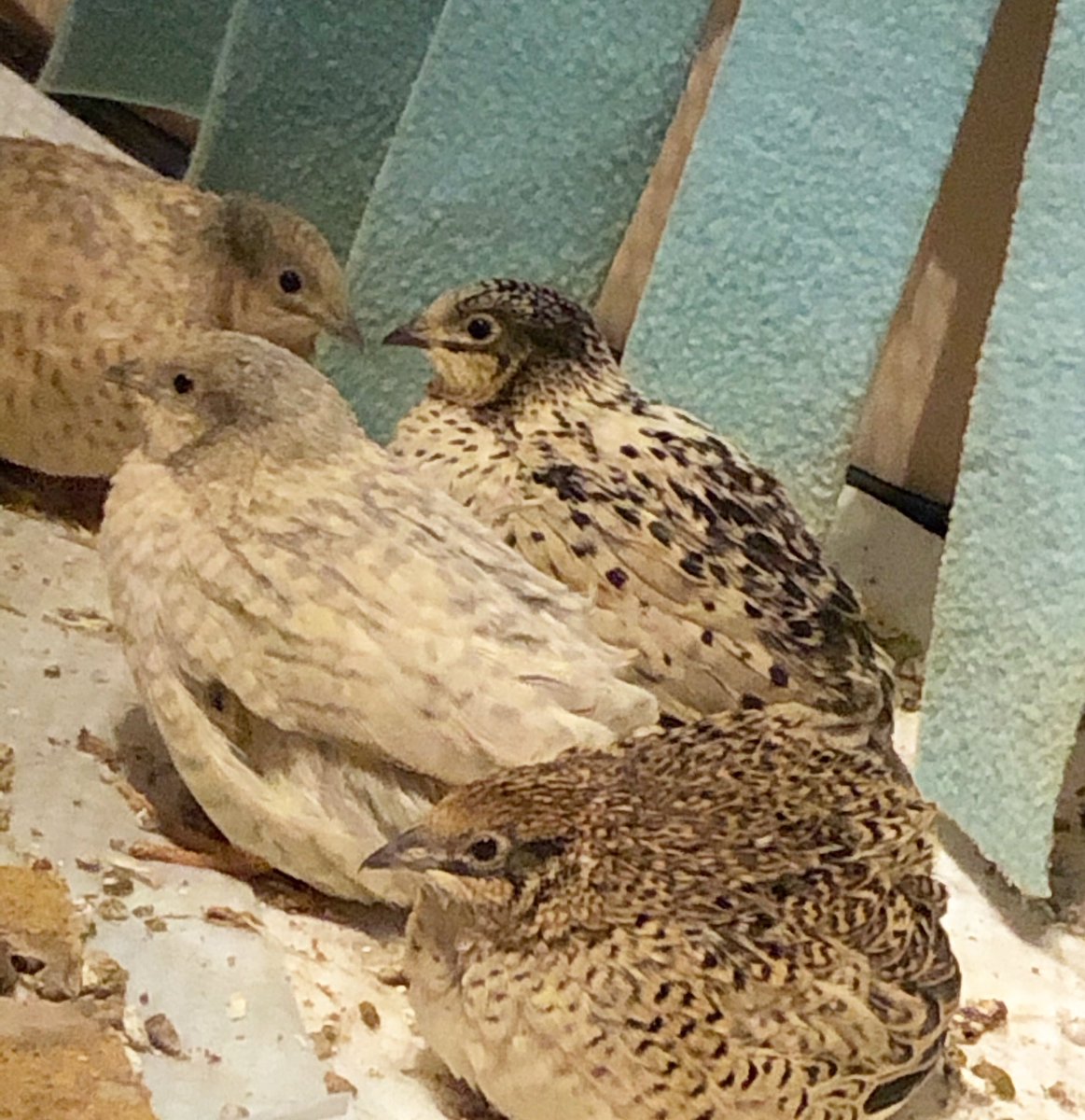 This photo was just going to be of the three, but then Pepper didn’t want to be left out and poked her head in! 🥰
#bird #birds #birdlover #quail