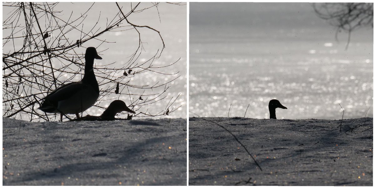 Point_Photos's tweet image. #2ducks, continued