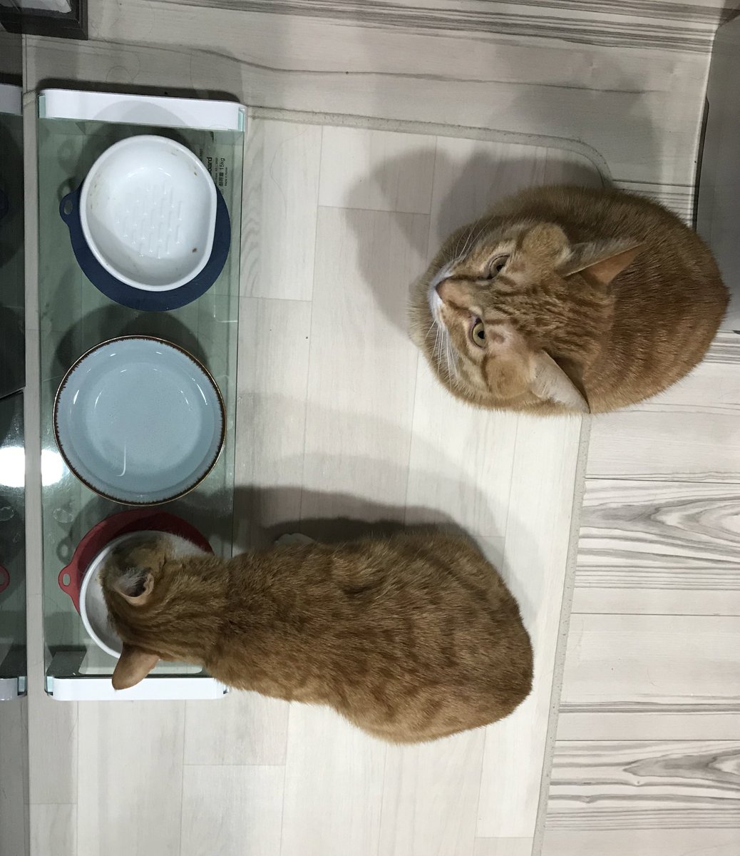 クウとカイ カイちゃんは自分のご飯が終わっても待機 カリカリを5粒残すオトコ クウちゃんのご飯を狙っています 今日も残してくれるのか