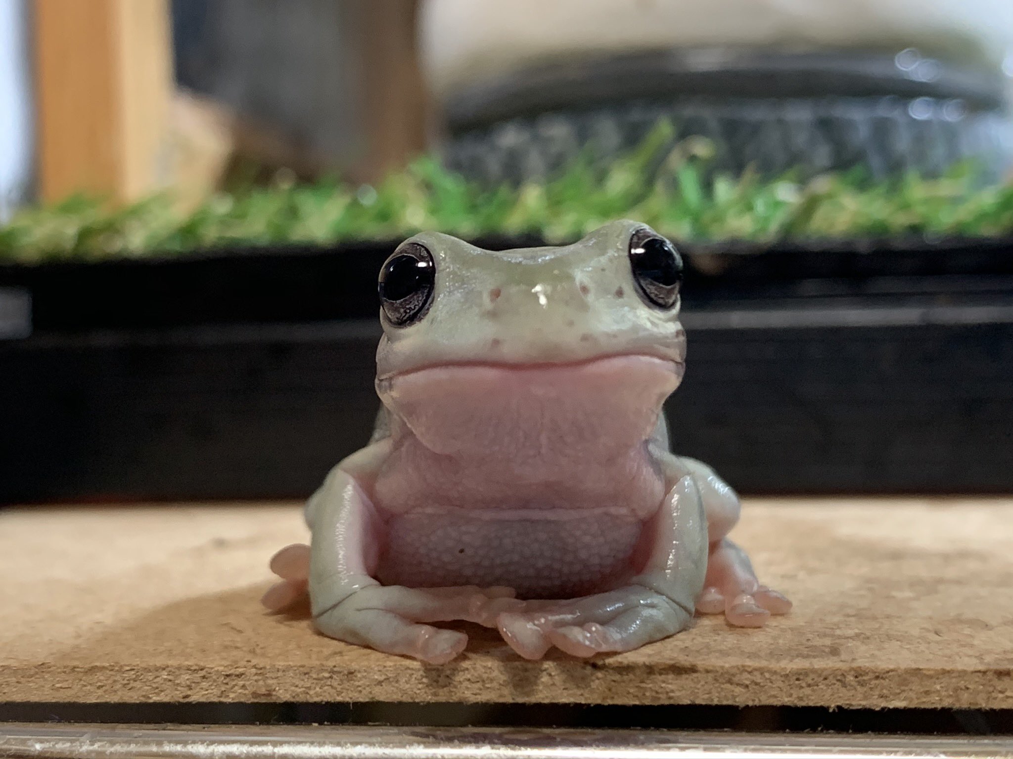 ぴよ カエルと暮らす Togetogechannel この子はモリアオガエルの子供なんです 同じ頃のイエアメガエルと比べると顔がちょっと違うのがわかりやすいかな T Co Kxcdqhakrm Twitter ぴよ カエルと暮らす Togetogechannel この子はモリアオガエルの子供なんです 同じ頃のイエアメガエルと比べると顔がちょっと違うのがわかりやすいかな T Co Kxcdqhakrm Twitter