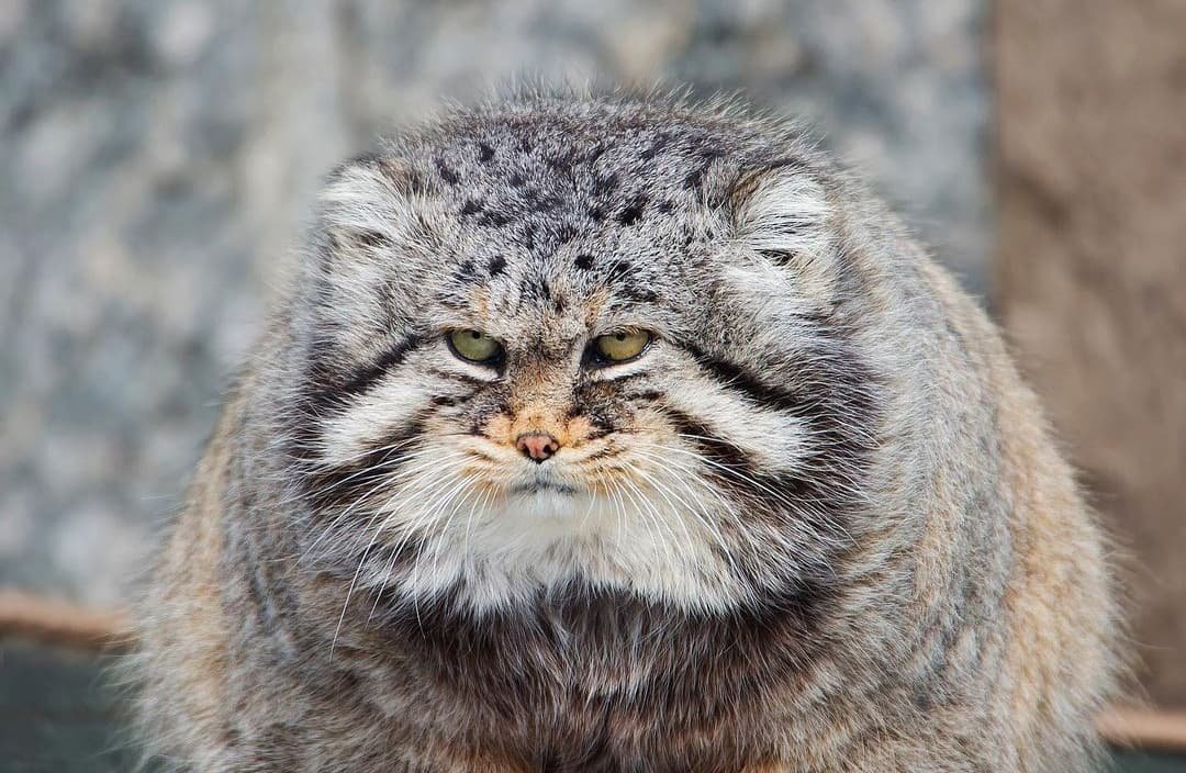 azekiia's tweet photo. I'm waiting for a Pallas's cat #Vtuber #VTuberEN in my life. https://t.co/VvV0t3KZDD