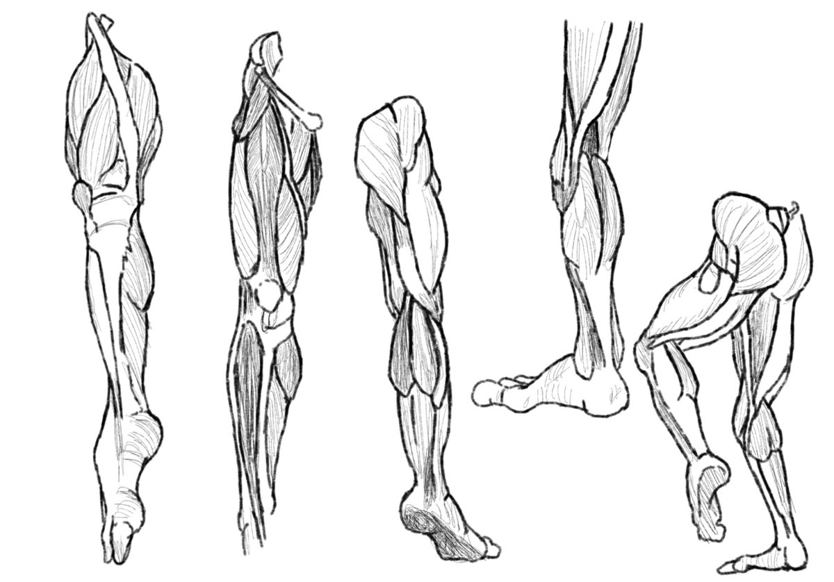 今日の #朝活 No.182

今日は形態学的に脚。特に太ももあたり。
脚をまっすぐに描くと違和感がある理由は、足の筋繊維が基本的に斜めに走っている事にあると思った!!

#イラスト好きな人と繋がりたい 
#絵描きさんと繋がりたい
#今日の積み上げ
#イラスト 